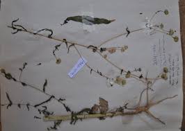 Image result for Pentanema indicum