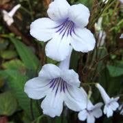Image result for Streptocarpus kamerunensis