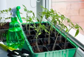 As aforementioned, fertilizing plants adequately takes a lot. Help My Tomato Seedlings Are Leggy Gardening With Jason