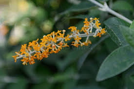 Image result for Buddleja madagascariensis