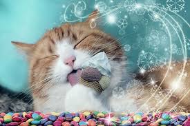 It's great for helping your underweight cat build muscle, but leaves out grains, gluten, carbohydrates, starches, and flours. 9 Foods Your Cat Should Never Eat The Purrington Post