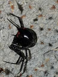 There are only four things i will kill if necessary: How To Effectively Kill A Black Widow Spider Quora