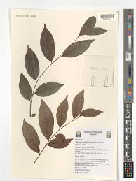 Image result for Diospyros ferrea