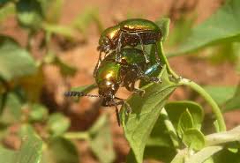 Image result for Pentarrhinum