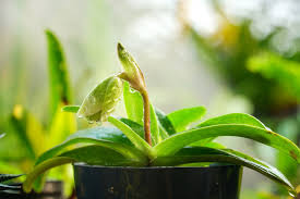 Paphiopedilum orchid plant is currently budding to blooming! Paphiopedilum Lady Slipper Orchid Care Guide Brilliant Orchids