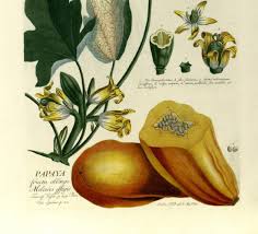 Der kräftige stamm der berg papaya (carica pentagona) bleibt im holz recht weich, die blätter der pflanze sind sind etwas dunkler im ton als die der carica . Die Papaya Frucht Der Engel Europeana