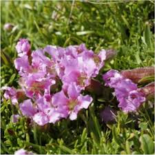 Image result for Psychotria pumila