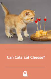 Can Cats Eat Cheese Find Out Here Cat Diet Cats Lactose Free Diet