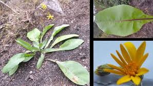 Image result for Senecio polyanthemoides