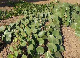 Why Are Capers Better Than Caperberries Zingerman S Community Of Businesses