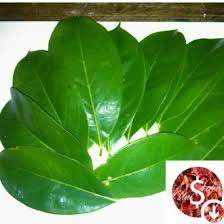 Check spelling or type a new query. Jual Produk Daun Bagus Murah Termurah Dan Terlengkap Agustus 2021 Bukalapak