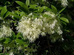 Image result for Chionanthus foveolatus