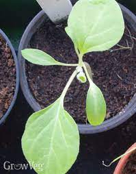 When to plant eggplant outdoors? How To Grow Eggplant In Cooler Climates