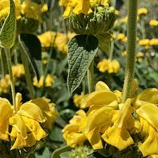 Image result for Phlomis fruticosa