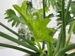 Its deeply serrated emerald green leaves give the plant a more elegant look and attract the eye. Philodendron Hope Selloum Care Difficulty Moderate Amiesue Com