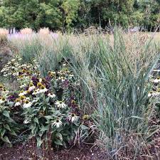 Image result for Panicum pilgeri