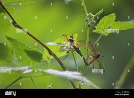 Kammschnake -Fotos und -Bildmaterial in hoher Auflösung – Alamy