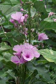 Image result for Ipomoea carnea