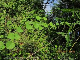 Image result for Cissampelos mucronata