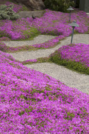 We did not find results for: Hardy Ice Plant