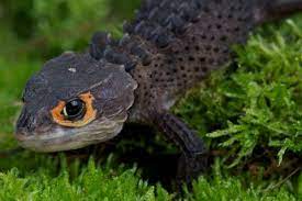 Red Eyed Crocodile Skink For Sale Crocodile Skink Red Eyed Crocodile Skink Lizard