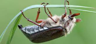 De meikever of gewone meikever ( melolontha melolontha ) is een insect uit de orde kevers (coleoptera) en de familie bladsprietkevers (scarabaeidae). De Eerste Vlucht Van De Meikever Magisch Natuurmonumenten
