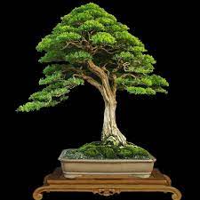 Make Your Bonsai Look Like A Tree Stone Lantern Bonsai Tree Japanese Bonsai Bonsai Plants