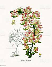 Vetores De Orquidea Aerides Lawrenciae E Mais Imagens De Botanica Assunto Istock