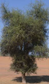 Image result for Acacia pilispina