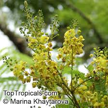 Image result for Caesalpinia sappan