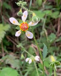 Image result for Aporrhiza