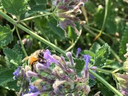 The name is attributed to the fact that it's leaves used to be used to sooth bee stings and bees, birds and butterflies are busy making a living and will forage about in all the plants available. Creating A Garden That Is Welcoming To The Birds And Bees