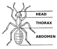 In humans and animals, the middle part of the body below the neck and above the waist 2. Thorax Meaning And Definition