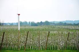 The trees are planted in high density, up to 1,000 or more trees per acre, about three times the number in a typical orchard. Ontario Apple Growers News Growing Apples On A Trellis