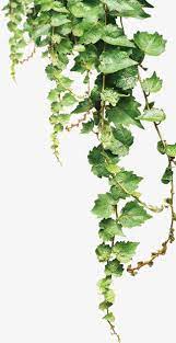 Vines Shelf Plant Texture Vines Texture Watercolor Leaves