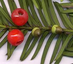 Aril Definition Examples Taxus Baccata Poisonous Plants Berry Bushes