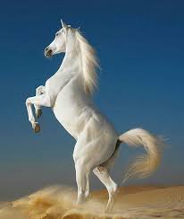 Pin Van Bharetie Dhorai Op Drawing Inspiration And Creation Mooie Paarden Dieren Mooi Paard Foto S