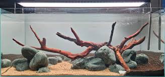 Image result for Phyllanthus parvulus