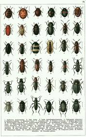 Pin By Safaa Ahmed On Beetles Insects Bugs Insects