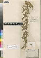 Image result for Haumaniastrum