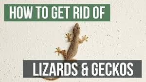 Aug 14, 2018 · large lizards such as the komodo prey on large animals such as water buffaloes while smaller lizards such as the chameleon prey on insects. How To Get Rid Of Lizards Geckos 4 Easy Steps Youtube