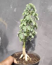 Image result for Adenia fruticosa