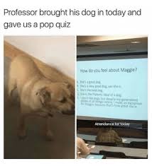 This Would Absolutely Be A Quiz I D Give A Class About My Dog Son In 2020 Funny Animals Funny Animal Pictures Cute Funny Animals