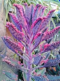 Kalanchoe Delagoensis Exoticflowers Planting Succulents Plants Rare Succulents