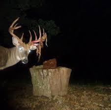 Don't miss this archery hunt packed with big buck encounters! Deer Antlers The Journey From Growth To Shedding N1 Outdoors