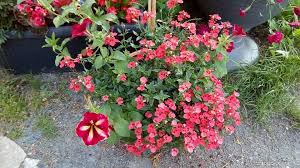 Image result for ostruhatka