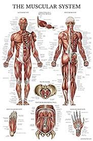 These are muscular system, digestive system, integumentary system, skeletal system, circulatory system, respiratory system, lymphatic system, endocrine system, excretory system and reproductive system. Muscular System Anatomical Poster Laminated Muscle Anatomy Chart Double Sided 18 X 27 Amazon Com Industrial Scientific
