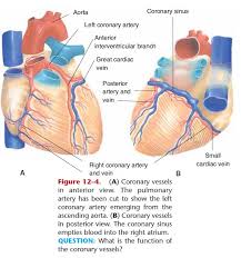 Maybe you would like to learn more about one of these? Coronary Vessels