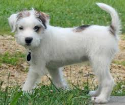 Jack russell terrier · tallahassee, fl. Funny Wire Haired Long Haired Jack Russell Terrier Puppies For Sale L2sanpiero
