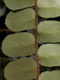 Image result for Pellaea doniana